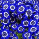 50 Pcs Rare Blue Daisy Seeds