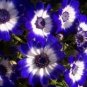50 Pcs Rare Blue Daisy Seeds