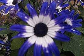 50 Pcs Rare Blue Daisy Seeds