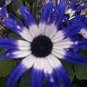 50 Pcs Rare Blue Daisy Seeds