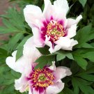 10 Pcs Peony 'Cora Louise' Seeds Lavender Center White Petals
