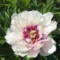 10 Pcs Peony 'Cora Louise' Seeds Lavender Center White Petals
