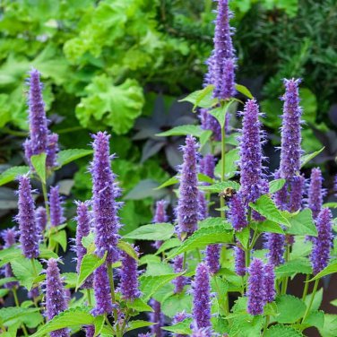 100 Pcs Agastache Rugosa
