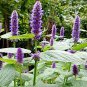 100 Pcs Agastache Rugosa