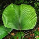 40 Pcs Licuala Cordate Rare Seeds