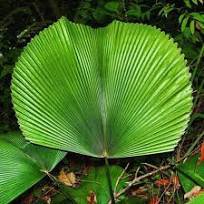 40 Pcs Licuala Cordate Rare Seeds