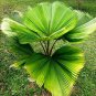 40 Pcs Licuala Cordate Rare Seeds