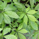 100 Pcs Plant Herb Jiaogulan Grow Medicine Herbs Tea 100 Pcs Plant Herb Jiaogulan Grow Medicine Herbs Tea