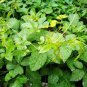 100 Pcs Plant Herb Jiaogulan Grow Medicine Herbs Tea