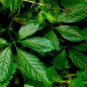 100 Pcs Plant Herb Jiaogulan Grow Medicine Herbs Tea