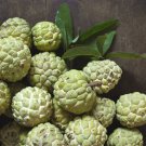 30 Pcs Sugar Apple Seeds Sweetsop Custard Apple Fruits 30 Pcs Sugar Apple Seeds Sweetsop Custard Apple Fruits