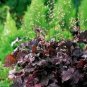 20 Pcs Heuchera Seeds
