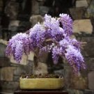 15 Pcs Deep Purple & Rose Red Wisteria Bonsai Flowers Seeds 15 Pcs Deep Purple & Rose Red Wisteria Bonsai Flowers Seeds