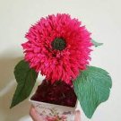20 Pcs Thail Import Fiery Teddy Bear Sunflower Flower Seeds