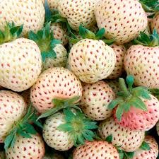 100 Pcs White Strawberry Seeds The Hottest Fruits in Japan
