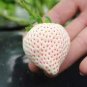 100 Pcs White Strawberry Seeds The Hottest Fruits in Japan