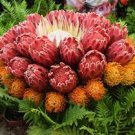 20 Pcs Mixed Fresh Rare Protea Cynaroides Seeds 20 Pcs Mixed Fresh Rare Protea Cynaroides Seeds