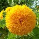40 Pcs Giant Sunflower Teddy Bear