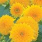 40 Pcs Giant Sunflower Teddy Bear