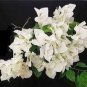 50 Pcs Rare Bougainvillea Seeds