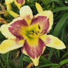 100 Pcs Hybrid Mix Daylily Flowers Seed Colour Hybrid Hemerocallis