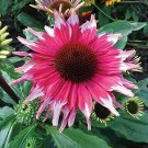 50 Pcs Rare 'Snow Purple' Echinacea Flower Plant Coneflower Seeds 50 Pcs Rare 'Snow Purple' Echinacea Flower Plant Coneflower Seeds