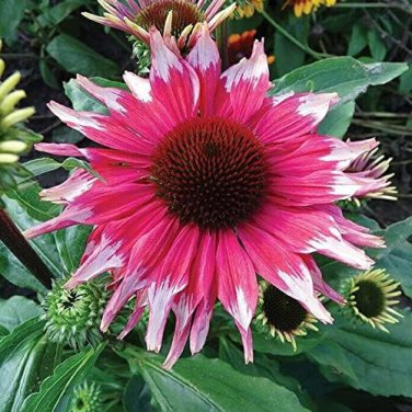 50 Pcs Rare 'Snow Purple' Echinacea Flower Plant Coneflower Seeds