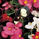 10 Pcs Begonia Flower (Begonia semperflorens) seeds