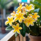 200 Pcs Plumeria Seeds