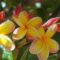200 Pcs Plumeria Seeds
