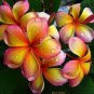 200 Pcs Plumeria Seeds