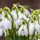 200 Pcs Common Snowdrop Flower seeds 200 Pcs Common Snowdrop Flower seeds