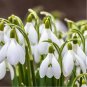 200 Pcs Common Snowdrop Flower seeds