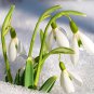 200 Pcs Common Snowdrop Flower seeds