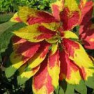 100 Pcs Amaranthus Tricolor Perfecta
