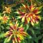 100 Pcs Amaranthus Tricolor Perfecta