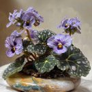 200 Pcs african violet seed, garden flowers seeds Violet Seeds