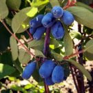 50 Pcs Haskap Seeds Haskap Berry Blue Seeds Japanese Cold-Tolerance Fruit Tree Seeds