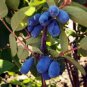 50 Pcs Haskap Seeds Haskap Berry Blue Seeds Japanese Cold-Tolerance Fruit Tree Seeds
