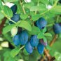 50 Pcs Haskap Seeds Haskap Berry Blue Seeds Japanese Cold-Tolerance Fruit Tree Seeds