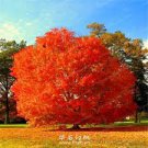 10 Pcs Rare Red Oak Tree Seeds Bonsai Seeds Quercus Alba Acorns Seeds 10 Pcs Rare Red Oak Tree Seeds Bonsai Seeds Quercus Alba Acorns Seeds
