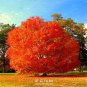 10 Pcs Rare Red Oak Tree Seeds Bonsai Seeds Quercus Alba Acorns Seeds