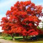 10 Pcs Rare Red Oak Tree Seeds Bonsai Seeds Quercus Alba Acorns Seeds