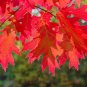 10 Pcs Rare Red Oak Tree Seeds Bonsai Seeds Quercus Alba Acorns Seeds