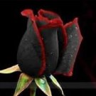 100 Pcs Black Rose Seeds Flower With Red Edge Rare Rose Garden