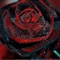 100 Pcs Black Rose Seeds Flower With Red Edge Rare Rose Garden