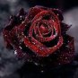100 Pcs Black Rose Seeds Flower With Red Edge Rare Rose Garden