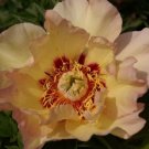 12 Pcs Peony Seeds Peony Variety Peony 'Prairie Charm' Seeds Hardy Perennial Bonsai Plant