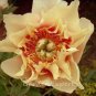 12 Pcs Peony Seeds Peony Variety Peony 'Prairie Charm' Seeds Hardy Perennial Bonsai Plant