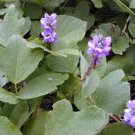 80 Pcs Kudzu seeds Pueraria tuberosa